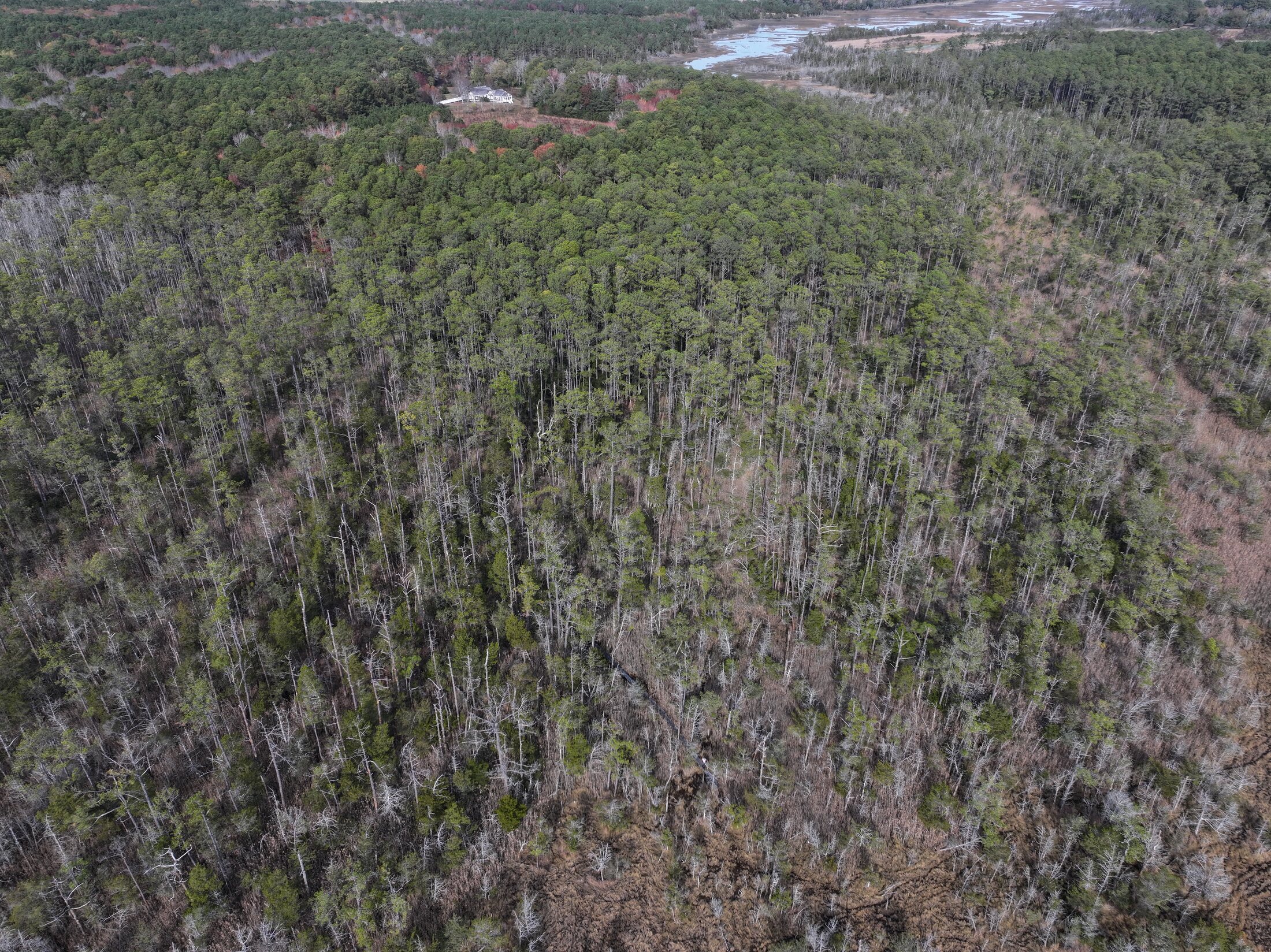 Aerial view of a coastal forest study site