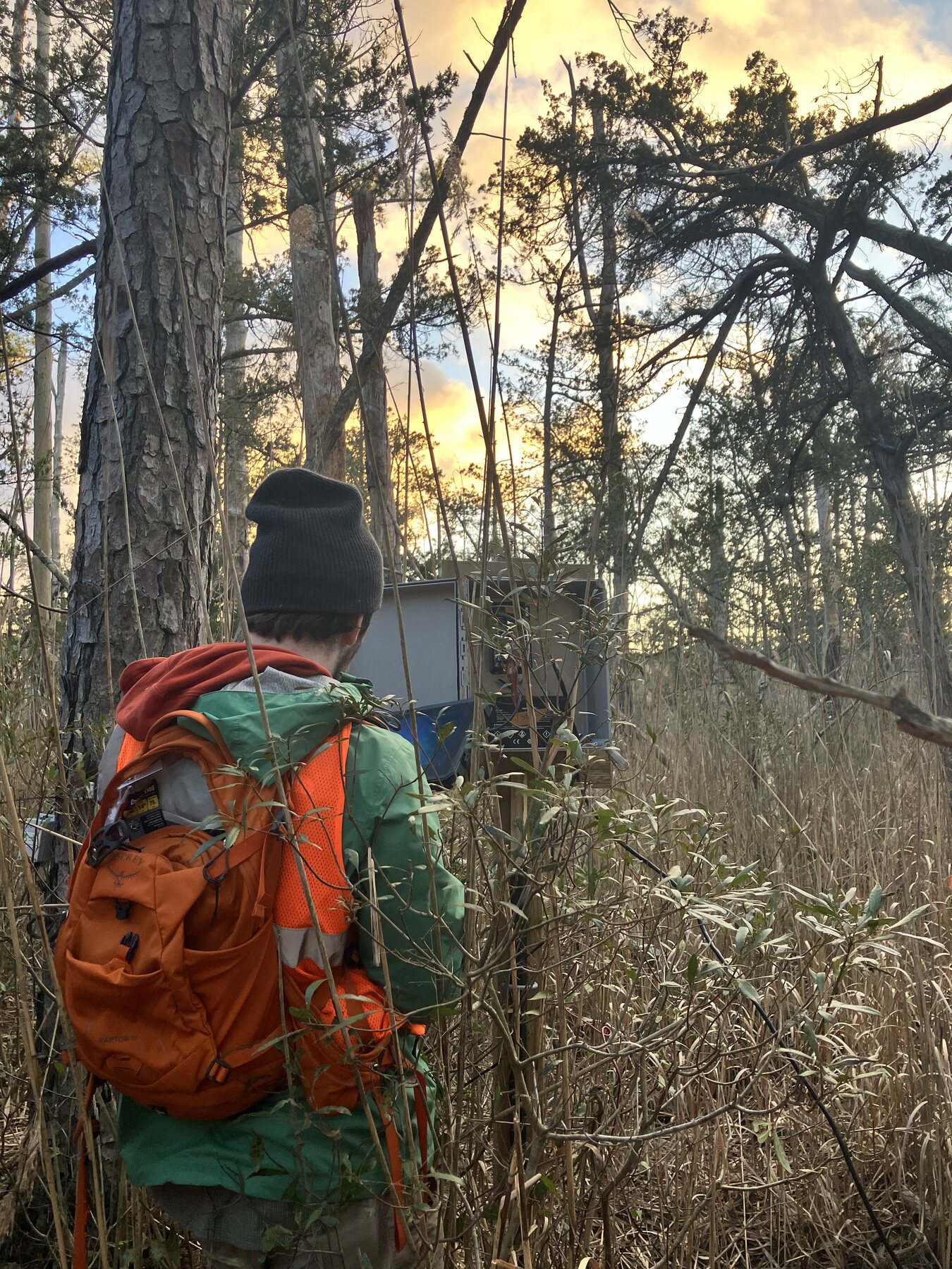 Maintaining sap flux sensors on Virginia's Eastern Shore